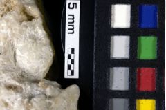 Foto (Detailansicht) von Goniodromites bidentatus (Reuss, 1858) (NHMW-GEO-1990-0041-0141)